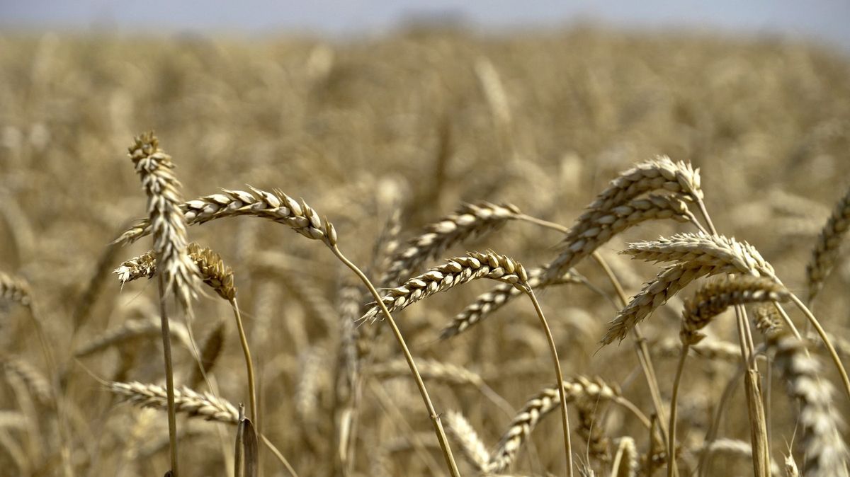 Ruští okupanti letos sklidili ukrajinskou pšenici za miliardu dolarů